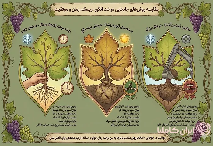 جابجایی درخت انگور به 3 روش